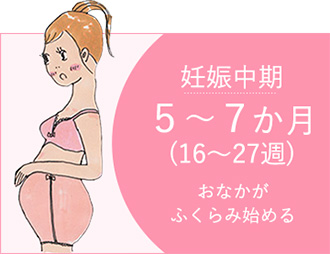 妊娠中期 ５～７か月 (16～27週) おなかがふくらみ始める