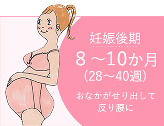 妊娠後期 ８～10か月 (28～40週) おなかがせり出して反り腰に